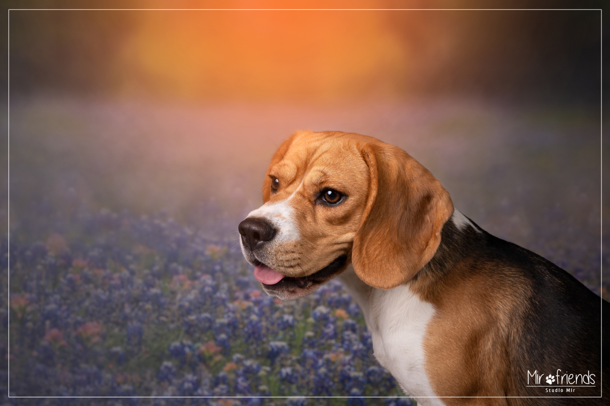 Photographe canin dans le Val-De-Marne