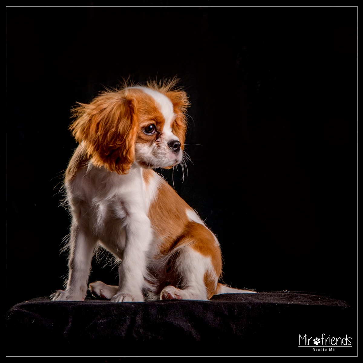 Photographe animalier Paris - Cavalier King Charles