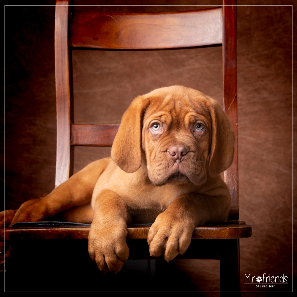 Shooting photo avec un chien dans le 94