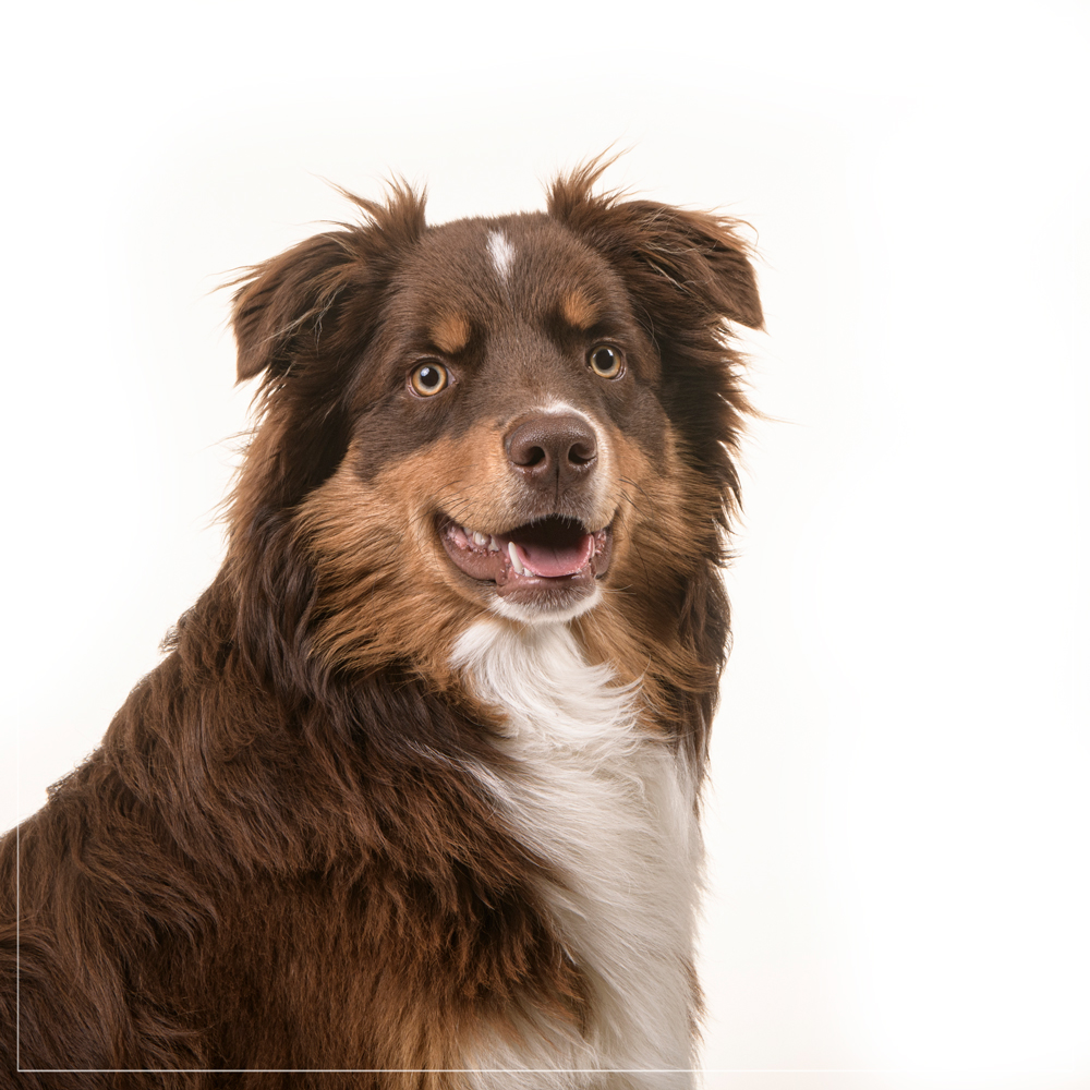 photographe-canin-94-- Photographe canin dans le 94 - Berger Australien
