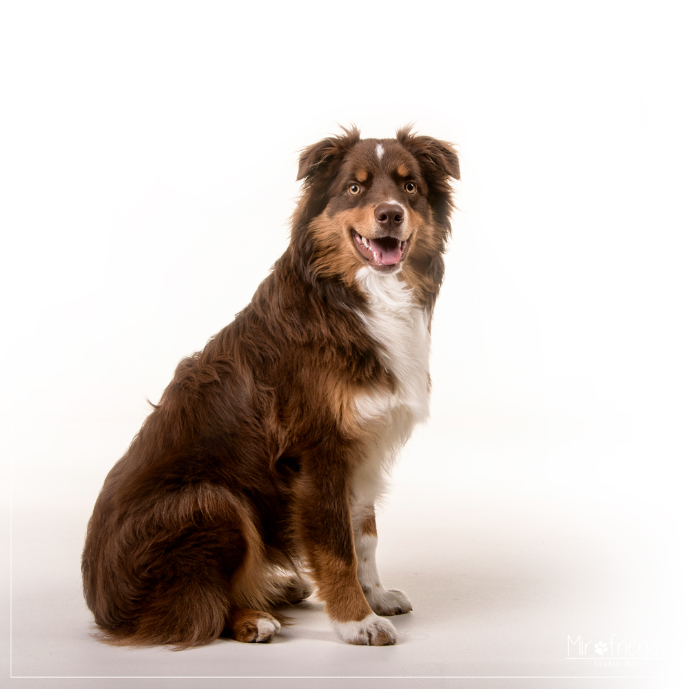 photographe--canin-94 Photographe canin dans le 94 - Berger Australien