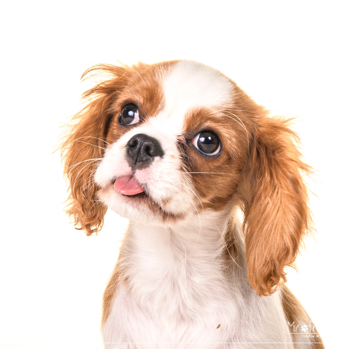 Shooting Cavalier King Charles près de Paris