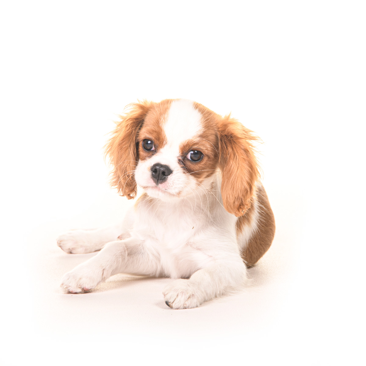 Shooting Cavalier King Charles près de Paris