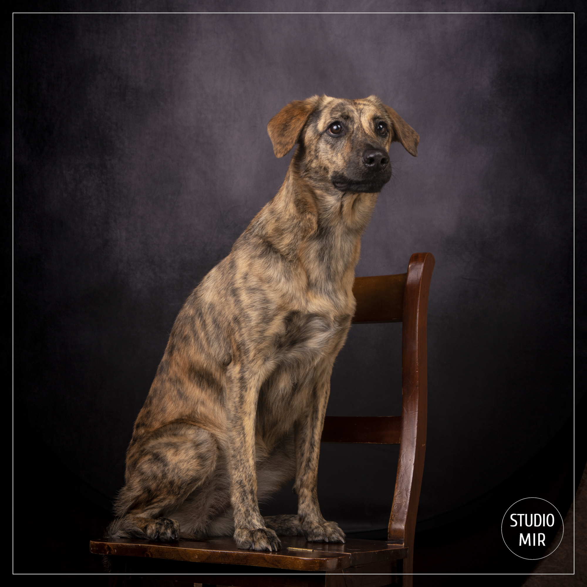 Séance photo en famille avec un chien en Studio photo proche de Paris