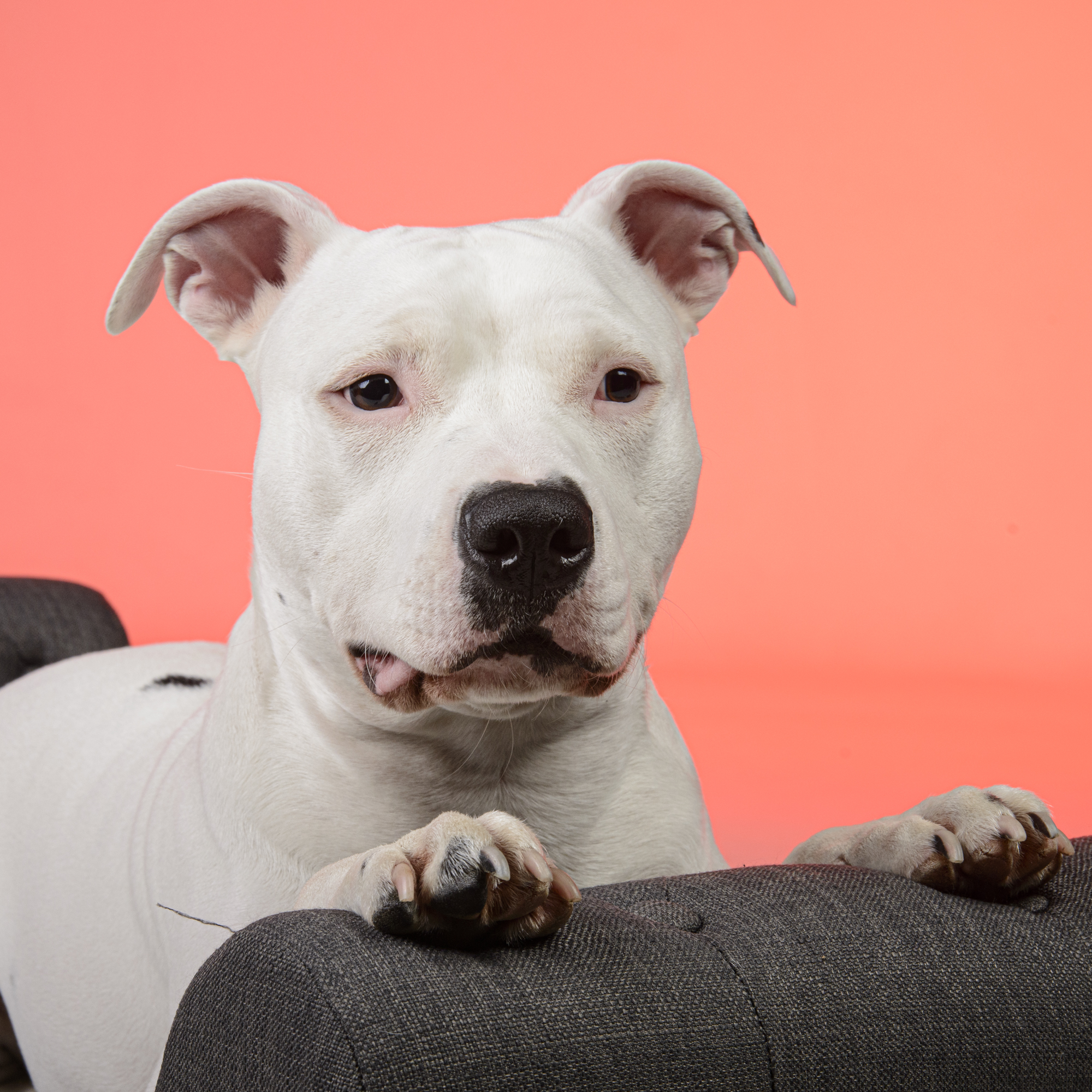 Shooting photo animaux dans le Val-de-Marne