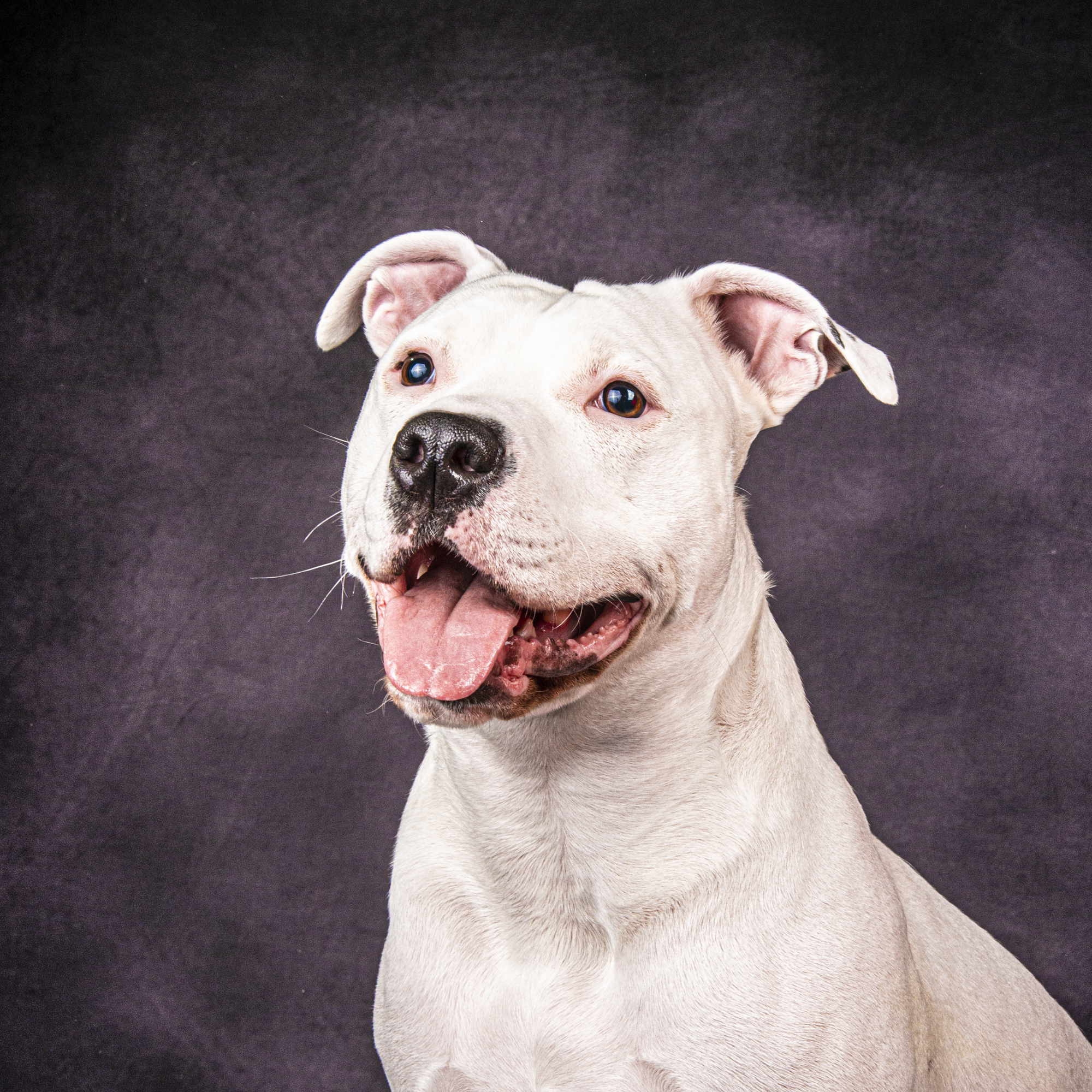 Shooting photo animaux dans le Val-de-Marne