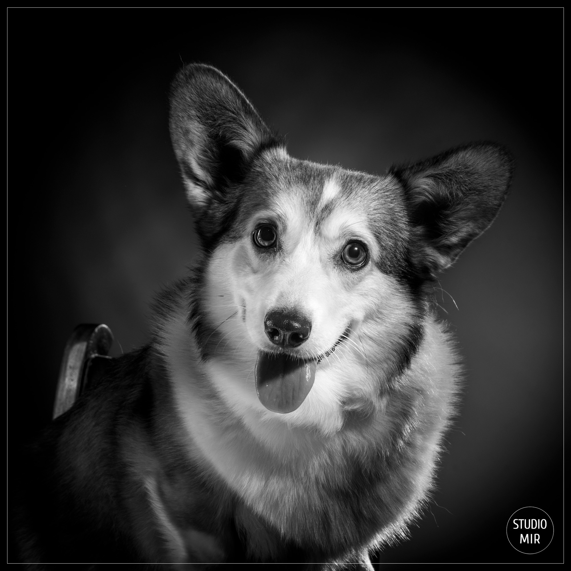 Séance photo pour vos animaux dans le Val-de-Marne