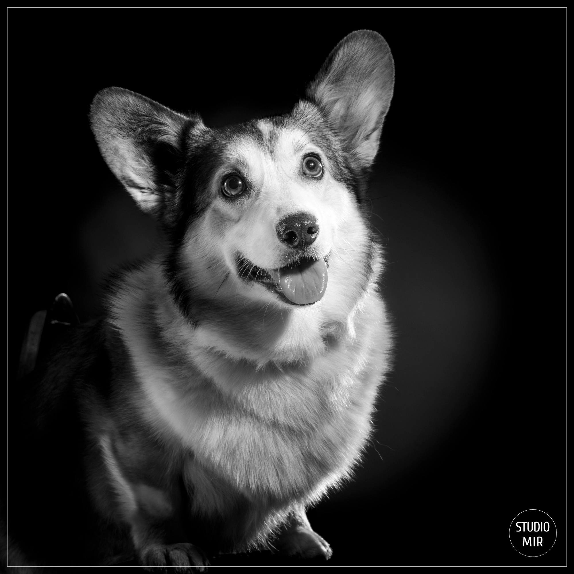 Séance photo pour vos animaux dans le Val-de-Marne