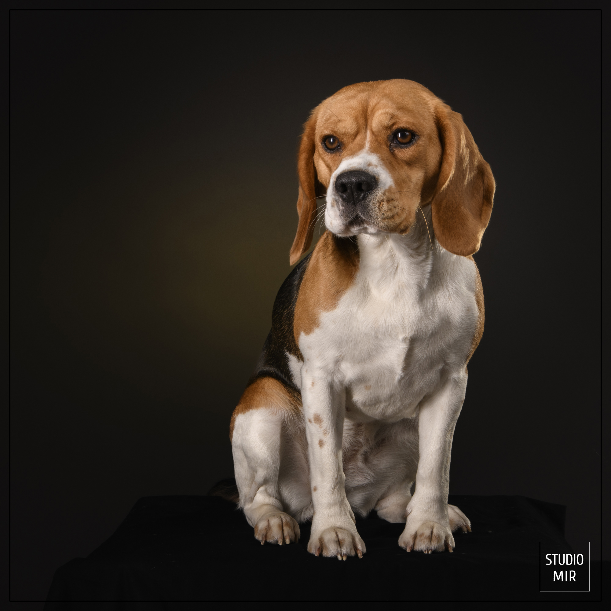 Seance-portrait-pour-vos-animaux-au Studio-Mir-dans-le-94-1 Séance portrait pour vos animaux au Studio Mir dans le 94