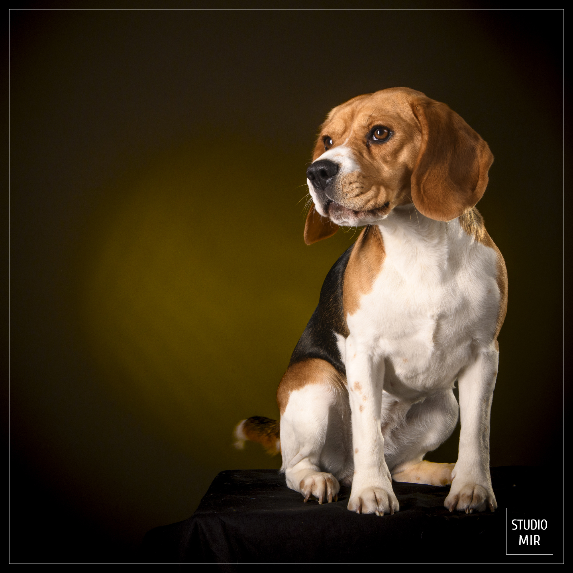 Séance portrait pour vos animaux au Studio Mir dans le 94