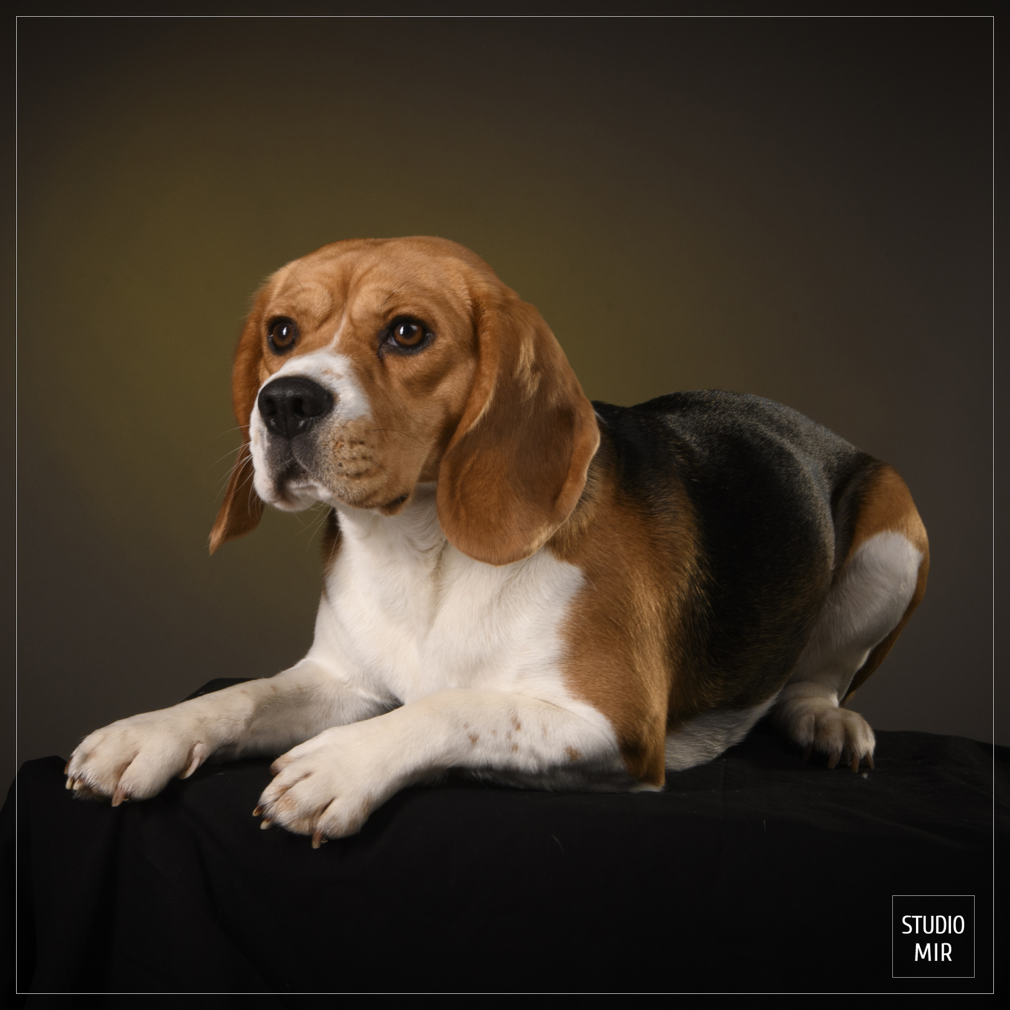 Seance-portrait-pour-vos-animaux-au Studio-Mir-dans-le-94 Séance portrait pour vos animaux au Studio Mir dans le 94