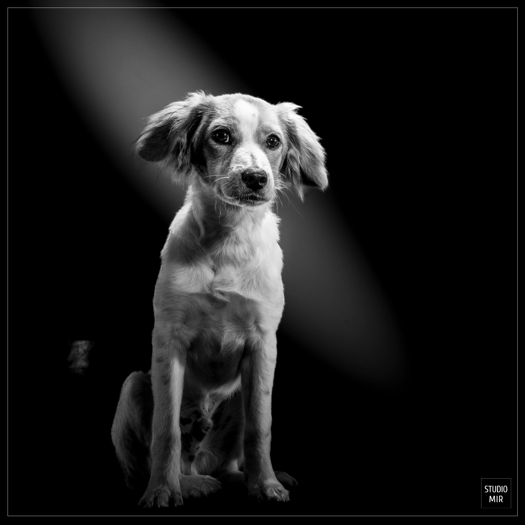 séance portrait avec vos animaux au Studio Mir Séance portrait avec vos animaux au Studio Mir