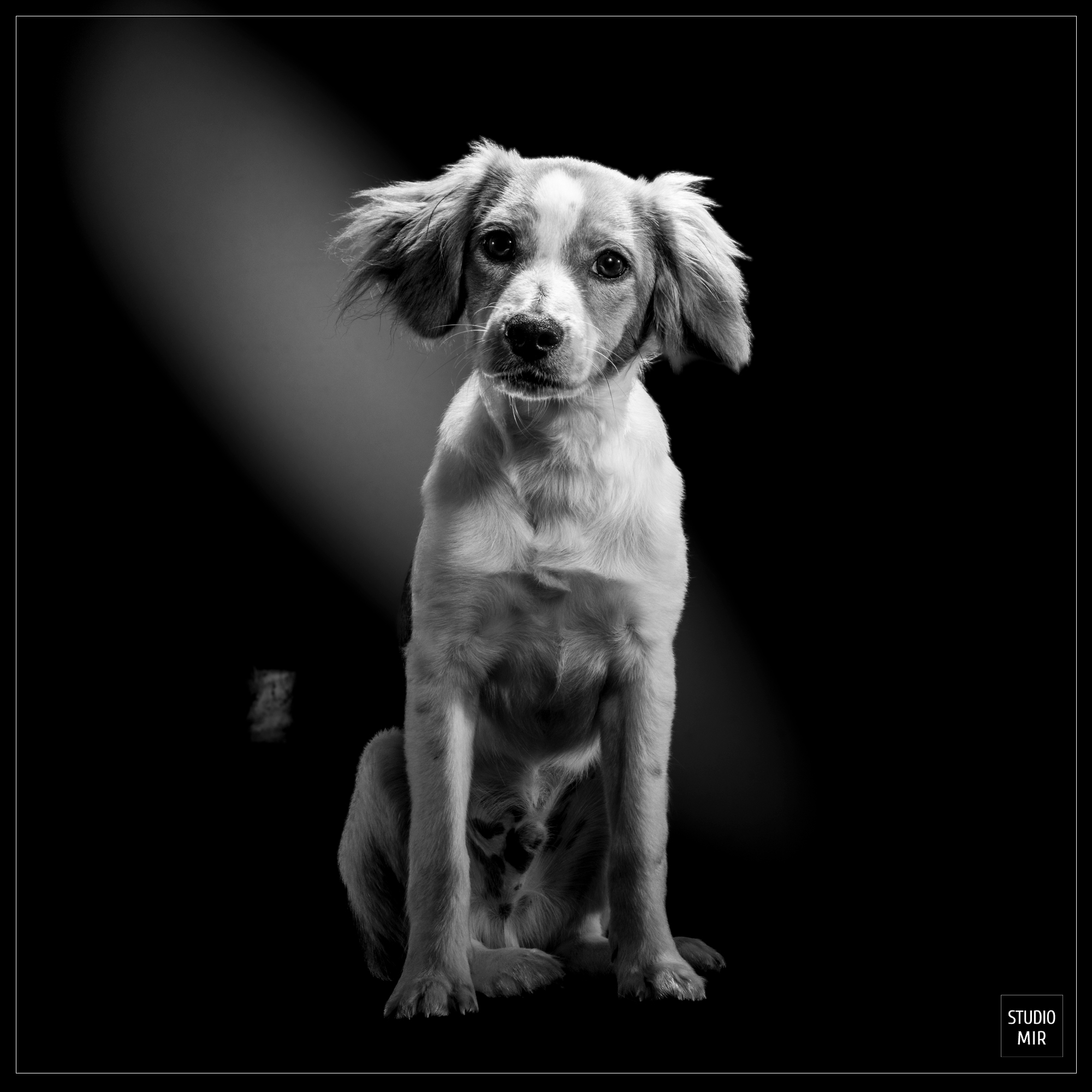 séance portrait avec vos animaux au Studio Mir 2 Séance portrait avec vos animaux au Studio Mir