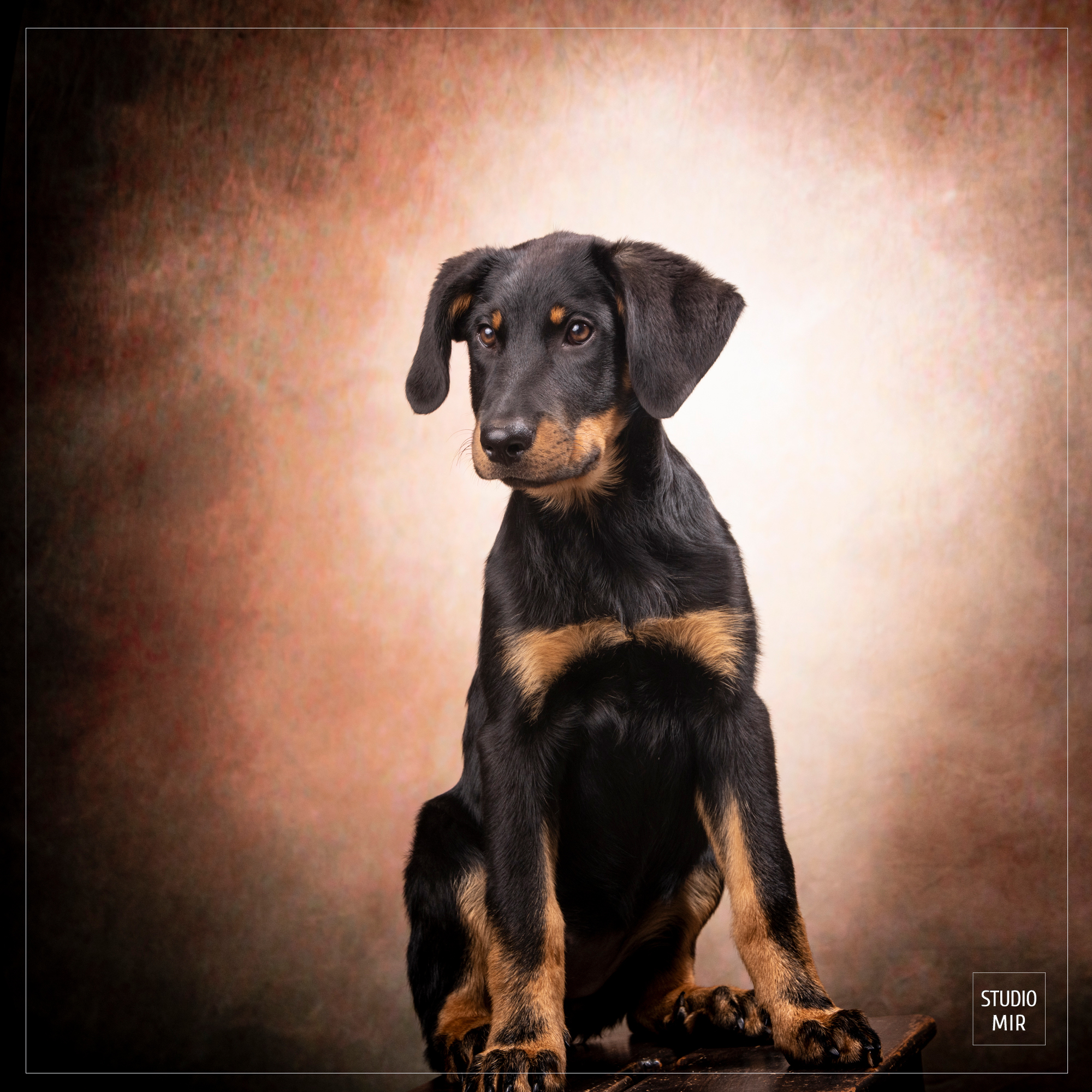 Séance photo pour vos animaux au Studio Mir