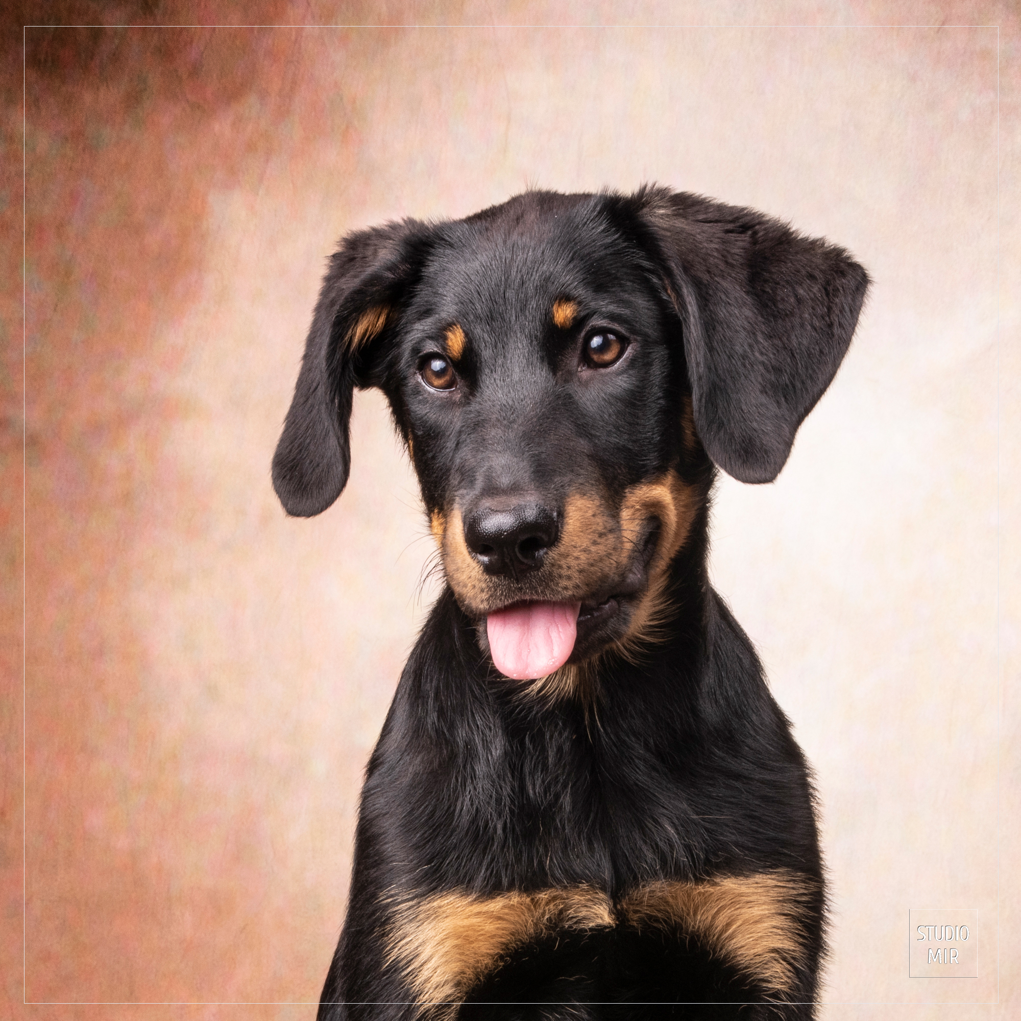 Séance photo pour vos animaux au Studio Mir