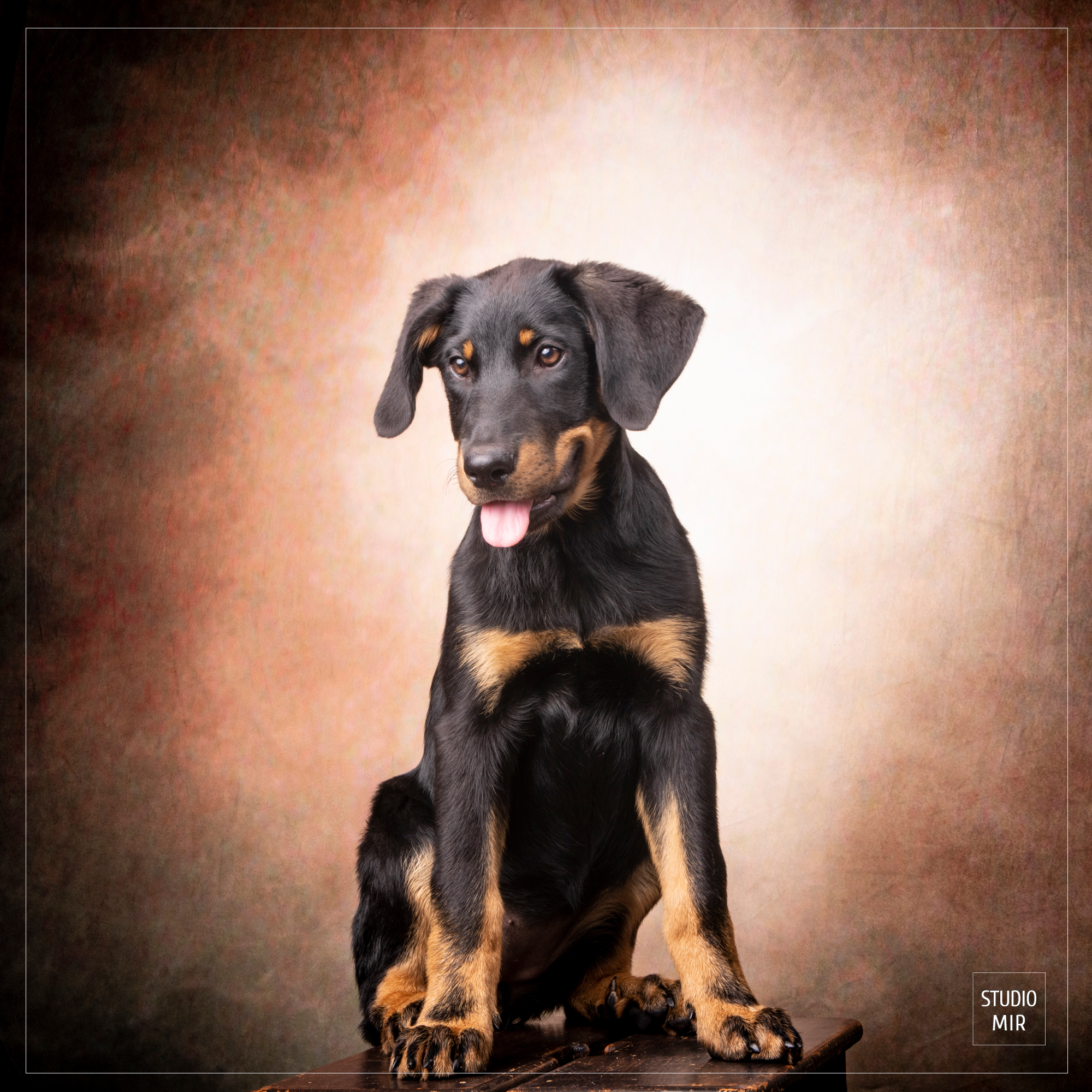 Séance photo pour vos animaux au Studio Mir